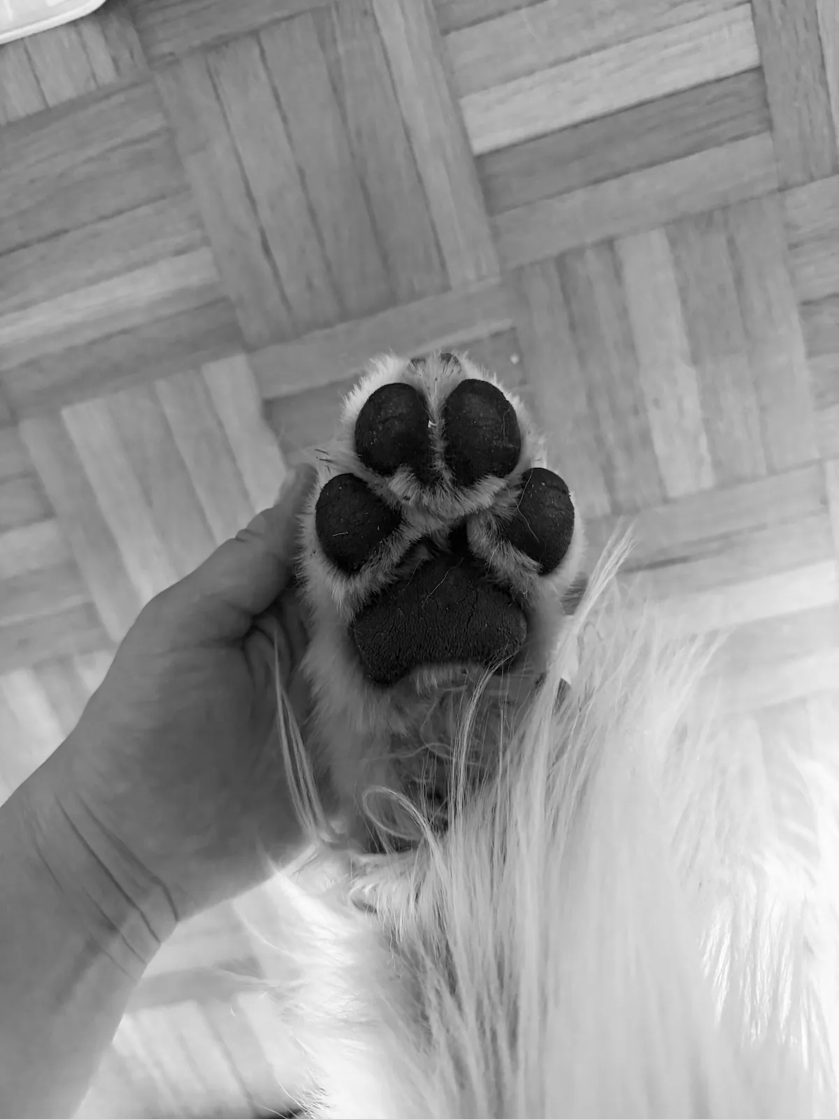 Upload a paw print